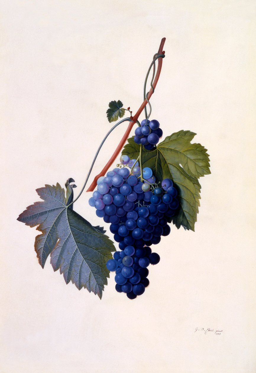 Üzüm, ç. 1747 el renkli gravür. by "Georg Dionysius Ehret