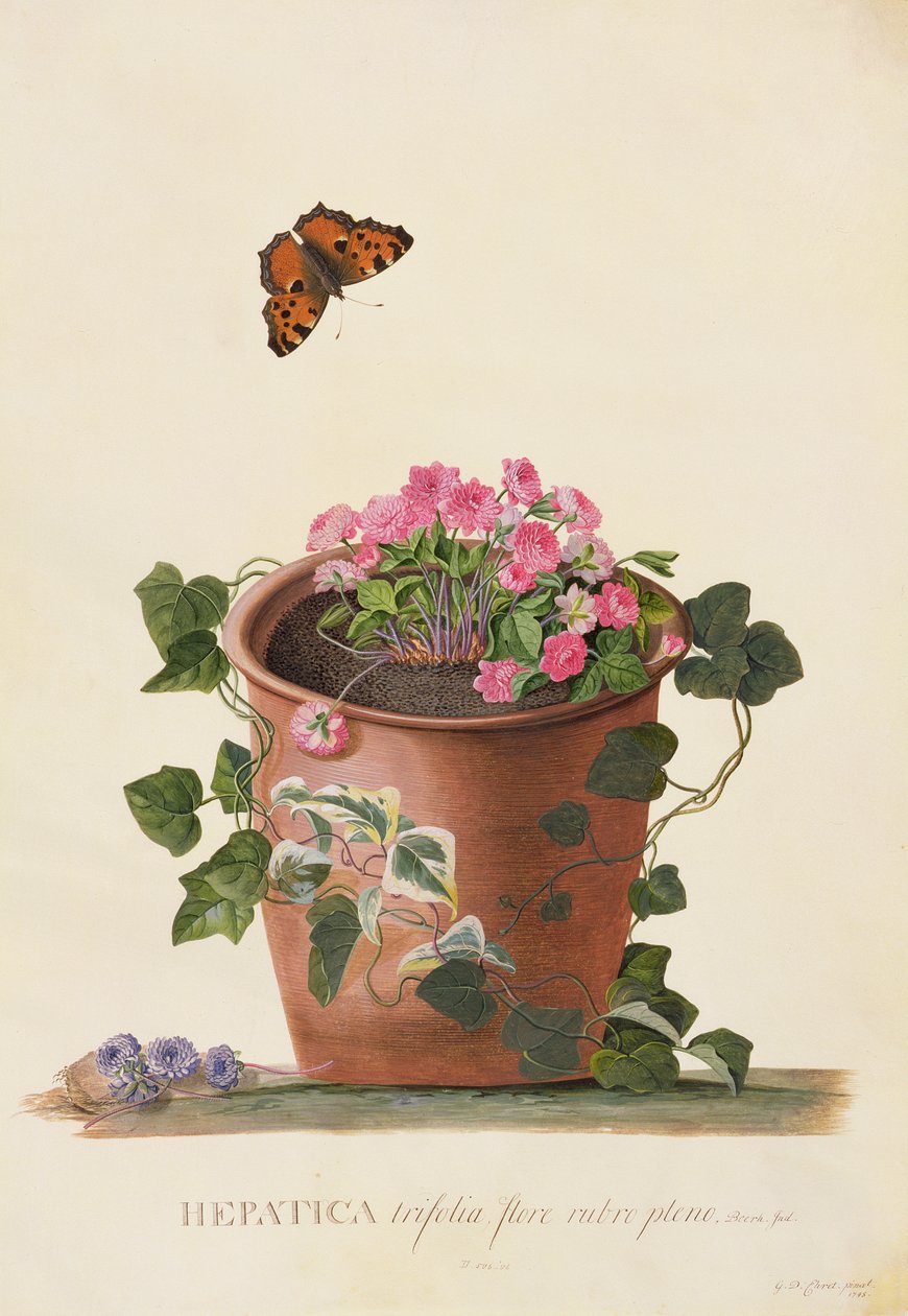 Hepatica trifolia (Nobilis), 1745 (parşömen üzerine guaj) by Georg Dionysius Ehret