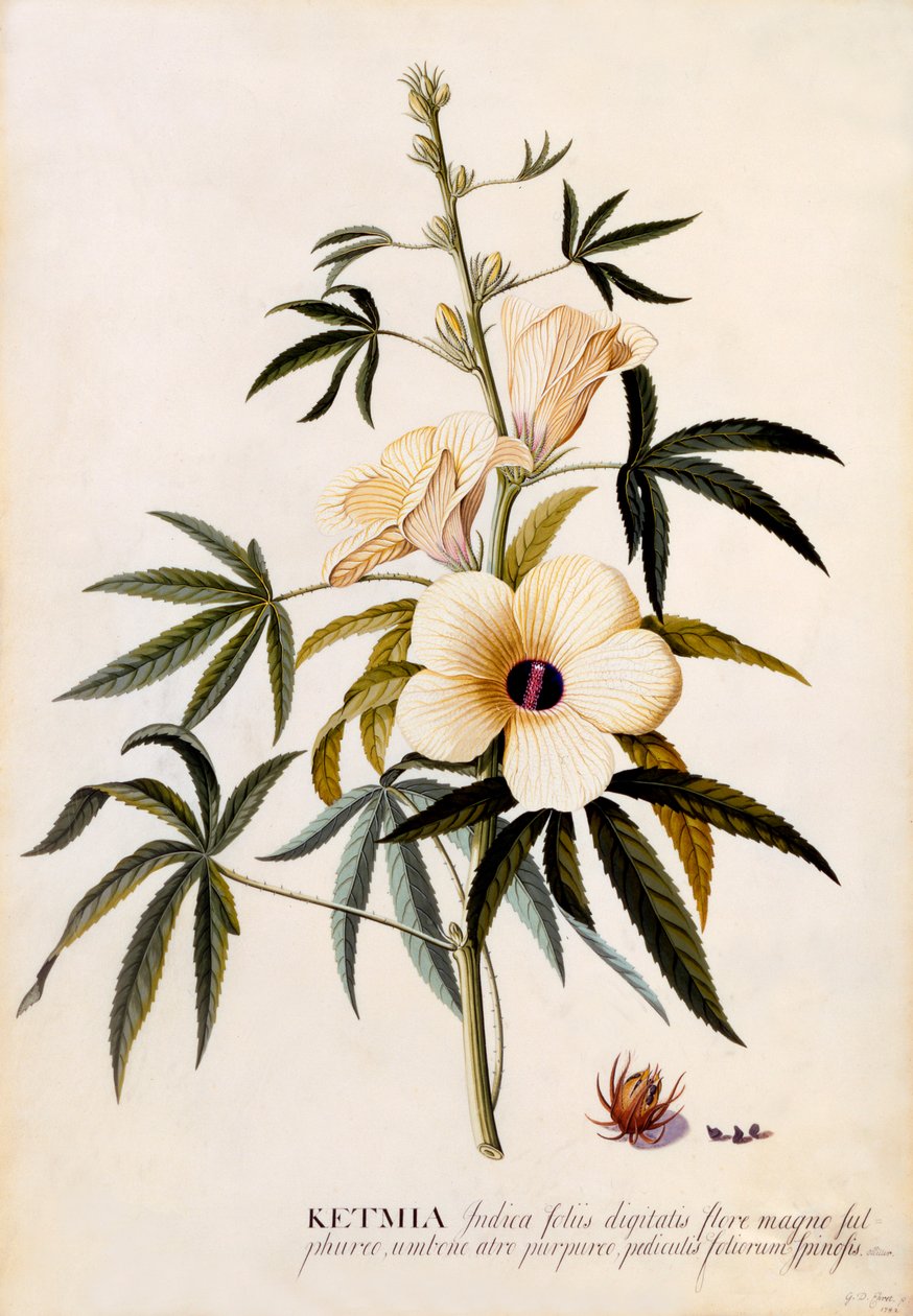 Ketmia, c. 1742 el renkli gravür. by "Georg Dionysius Ehret