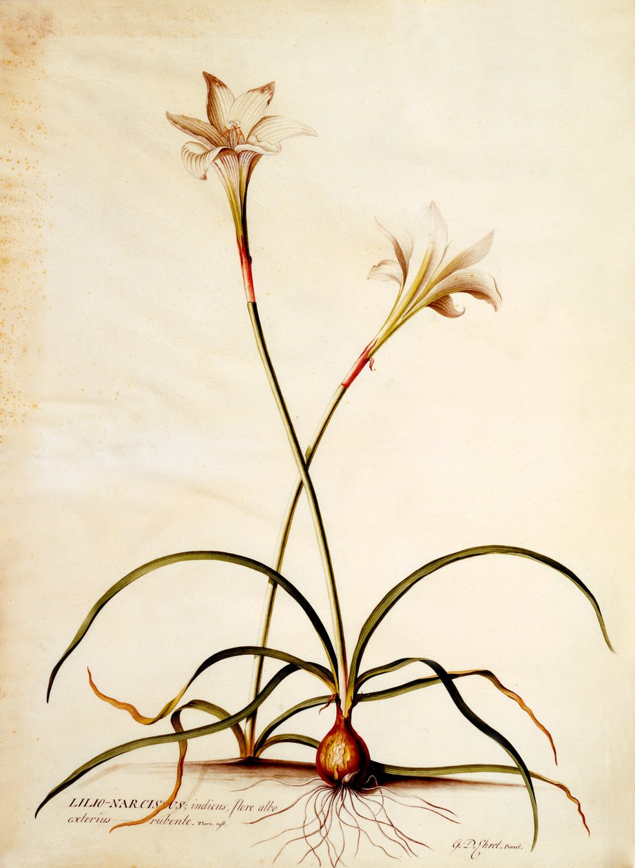 Lilio Narcissus, c.1745 (el boyaması gravür) by Georg Dionysius Ehret