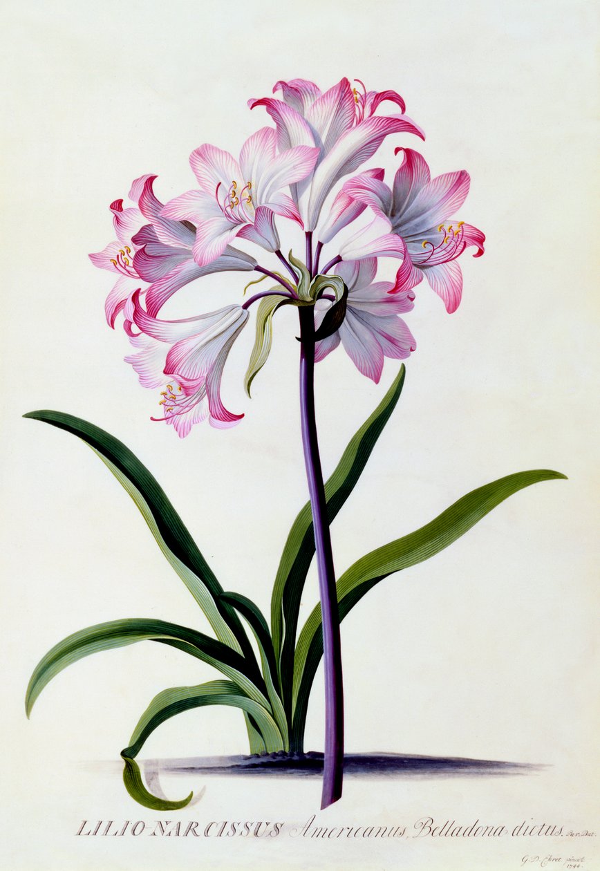 Lilio Narcissus, c. 1744 el renkli gravür. by "Georg Dionysius Ehret
