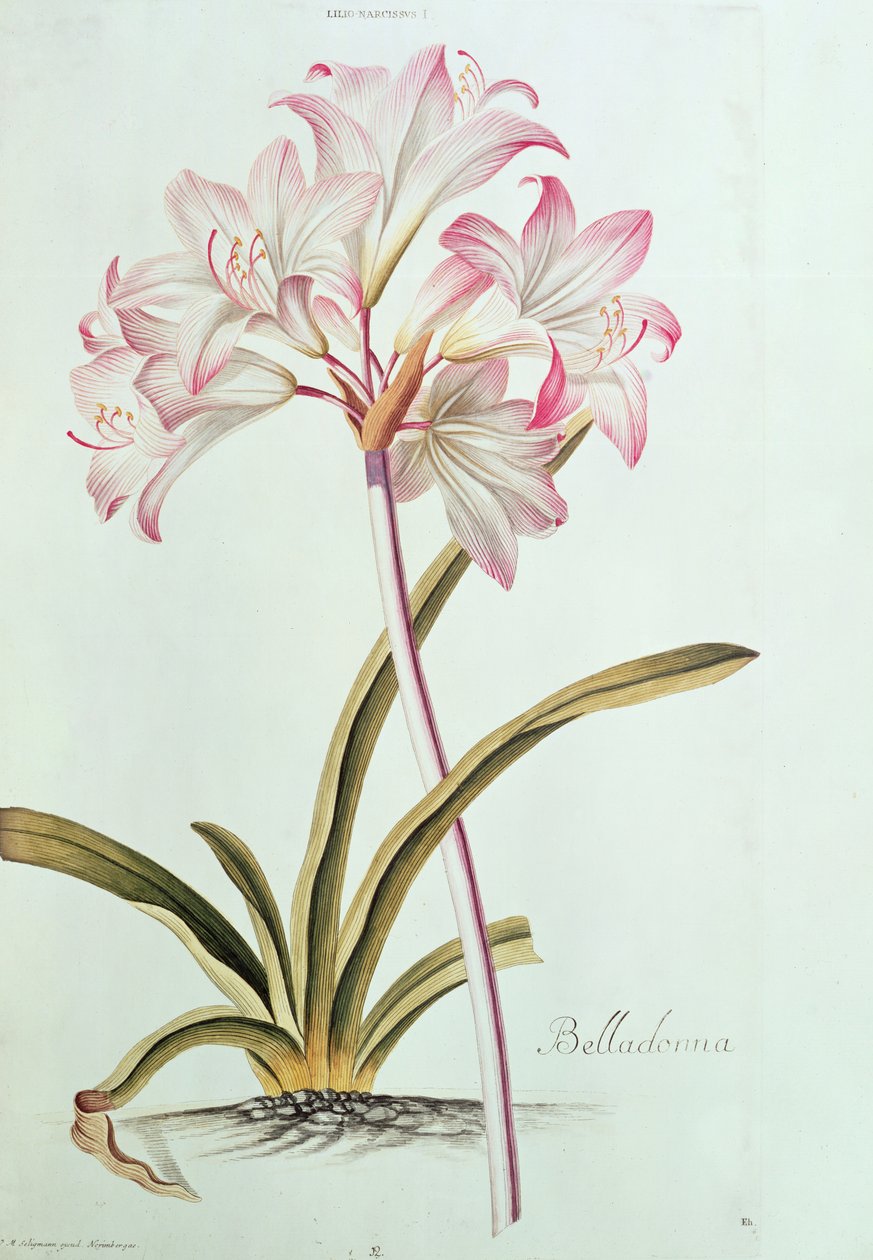 Lily: Lilium Belladonna, (pl.12), Trew's Garden Nitidissimus 1, 1750'den by Georg Dionysius Ehret