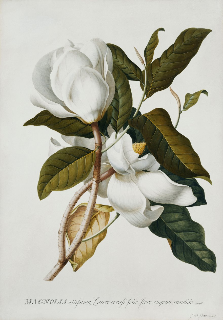 Manolya, by Georg Dionysius Ehret