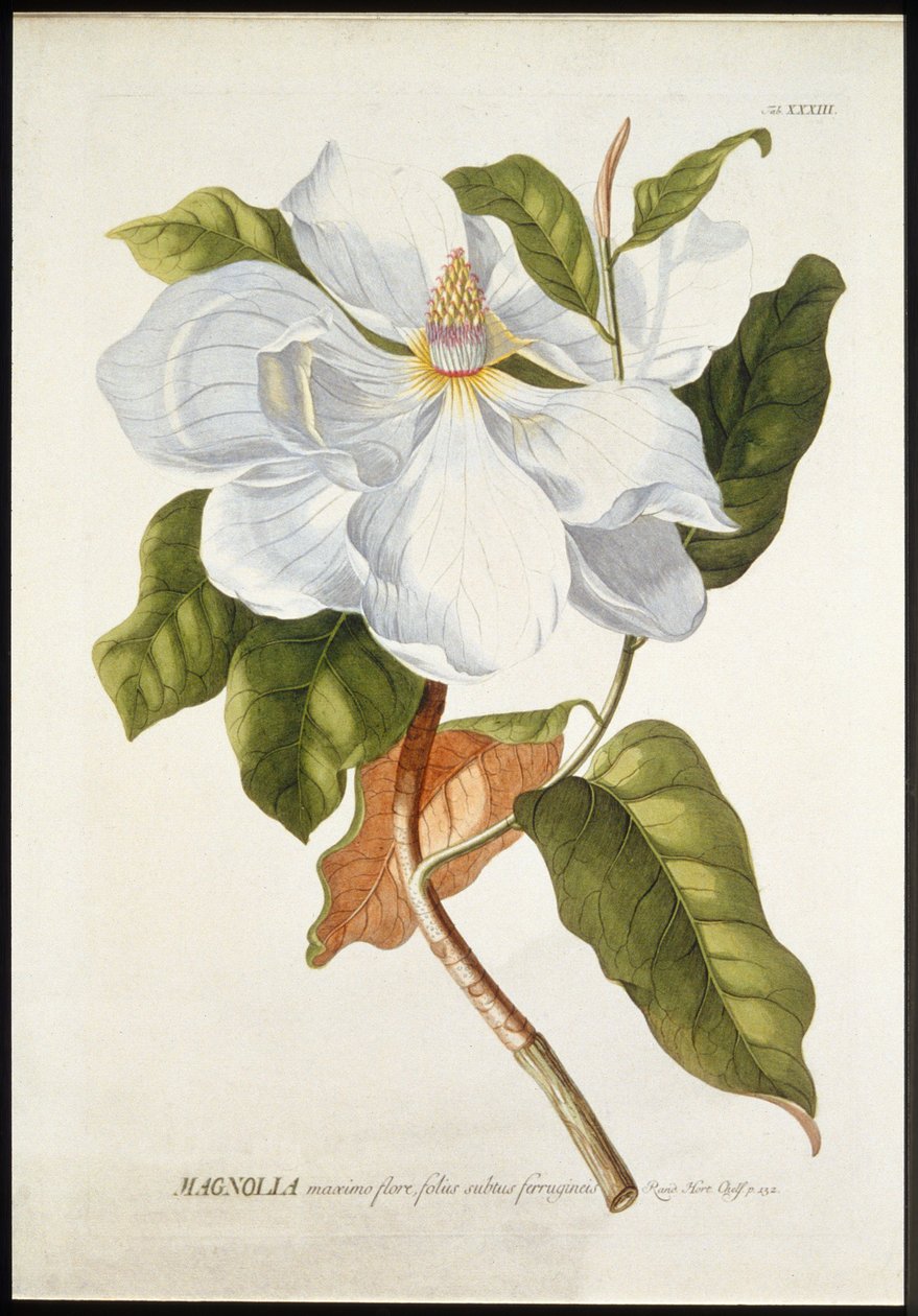 Manolya Maxime Flore, c1740-1770. by Georg Dionysius Ehret
