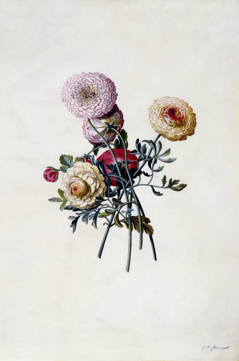 Karışık Düğünçiçeği, c.1743 (el boyaması gravür) by Georg Dionysius Ehret