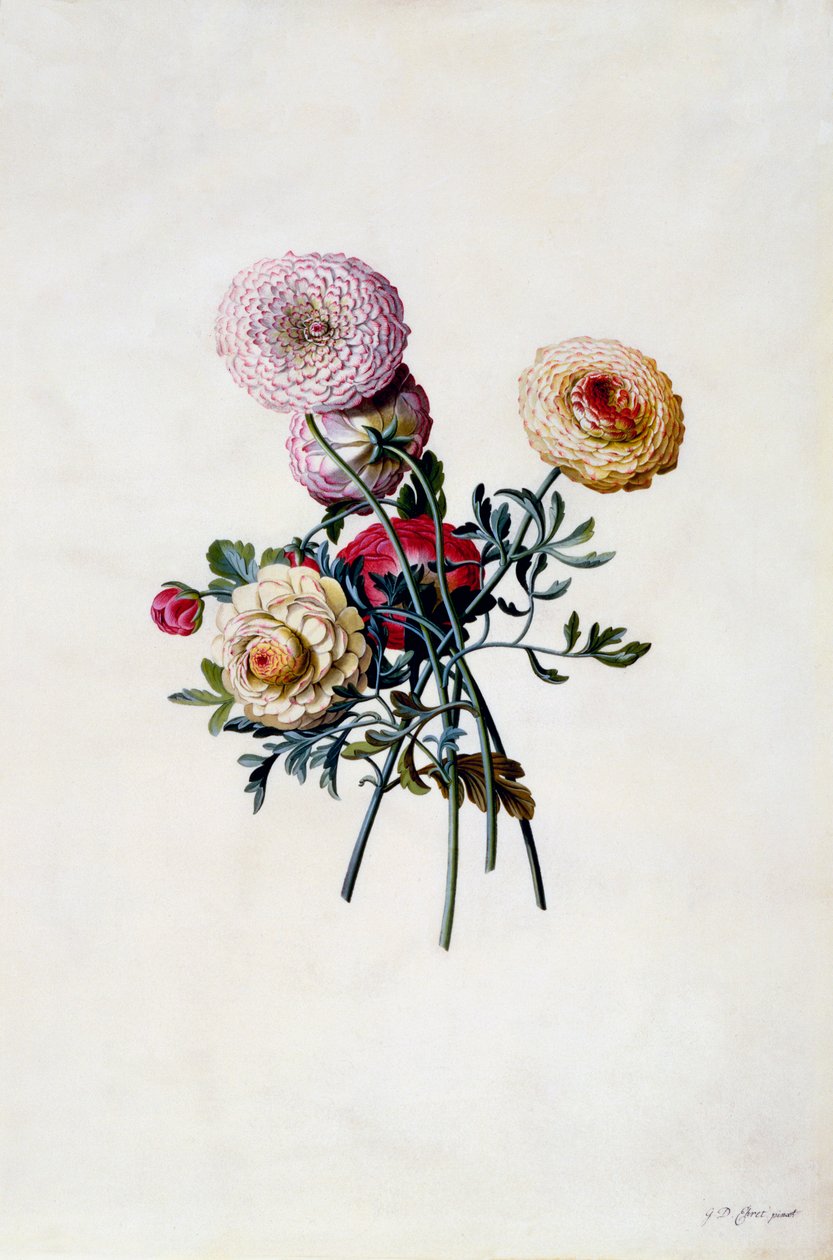 Karışık Ranuncula, c. 1743 el renkli gravür. by "Georg Dionysius Ehret