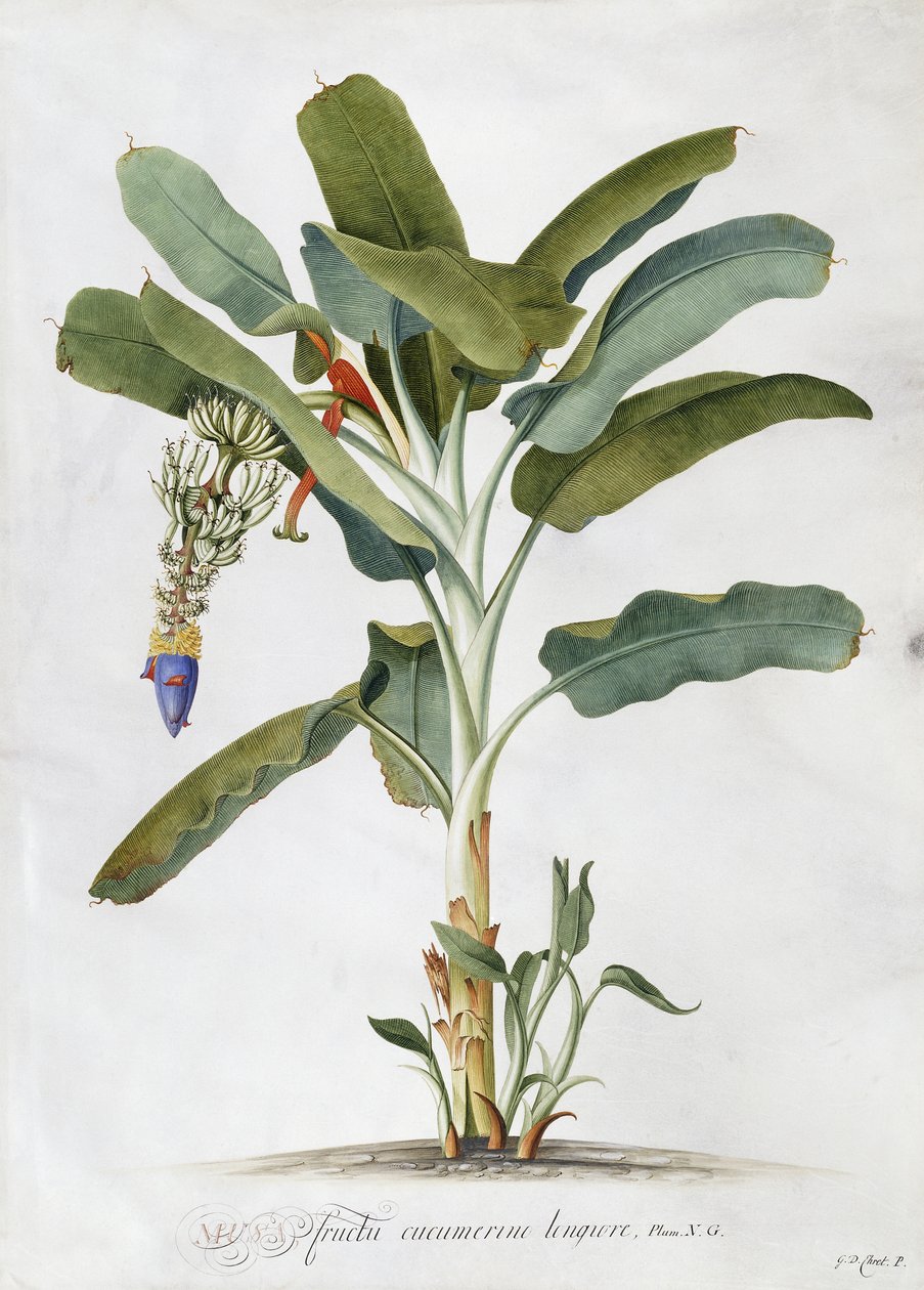 Musa, by Georg Dionysius Ehret