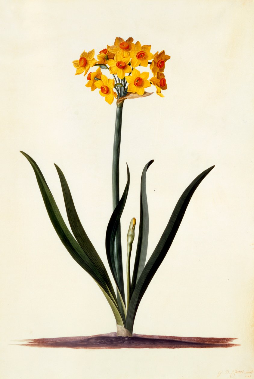 Nergis, c. 1745 el renkli gravür. by "Georg Dionysius Ehret
