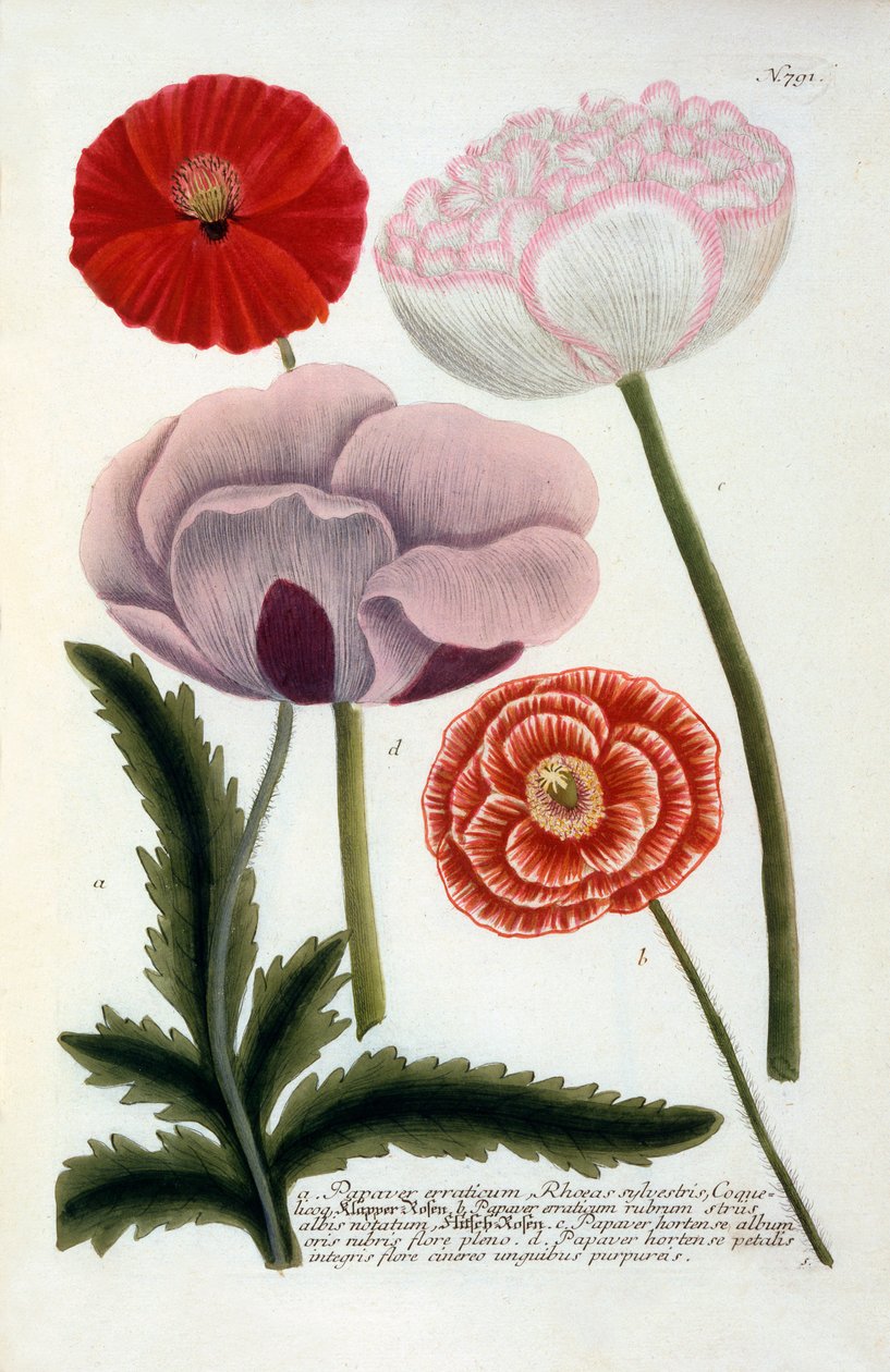 Papaver, 1737 el renkli gravür. by "Georg Dionysius Ehret