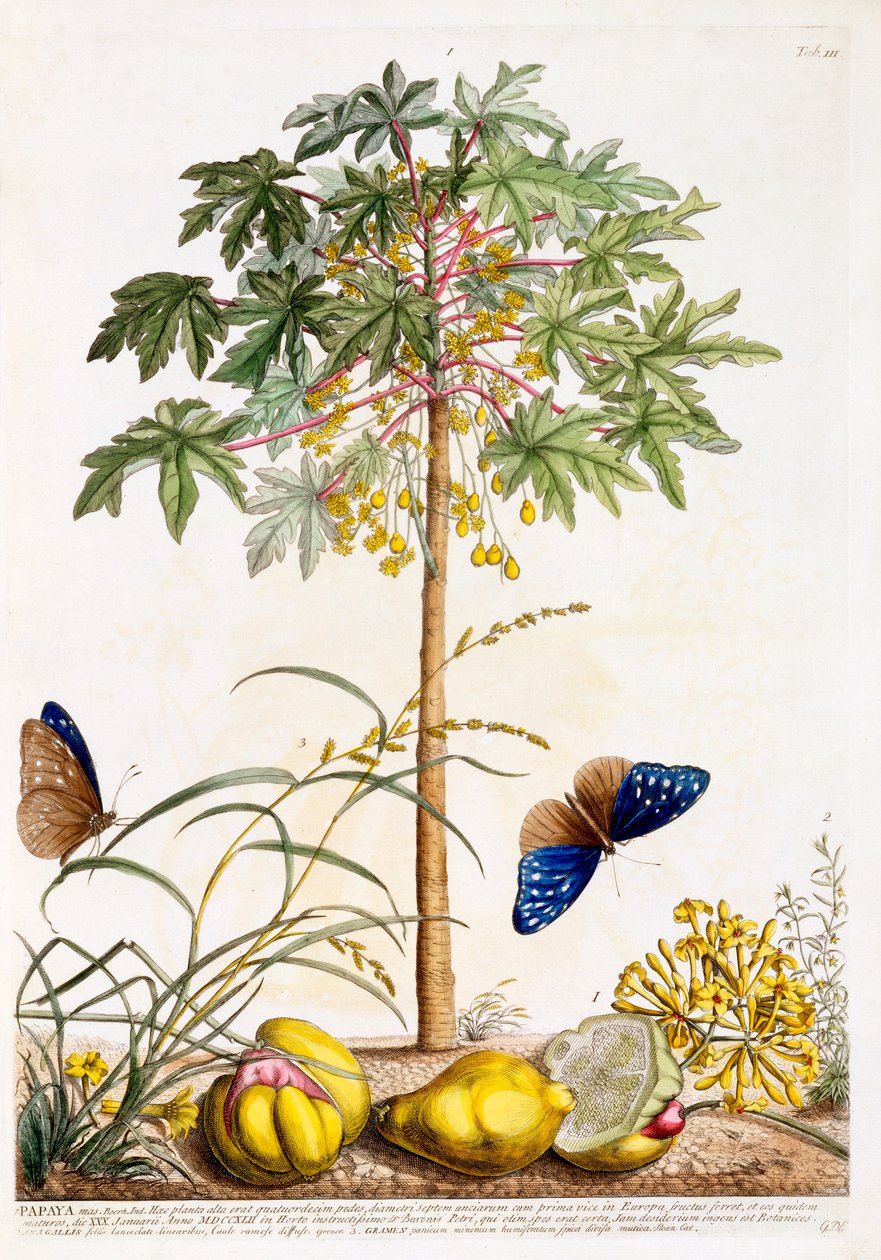 Papatya, c. 1748 el renkli gravür. by "Georg Dionysius Ehret