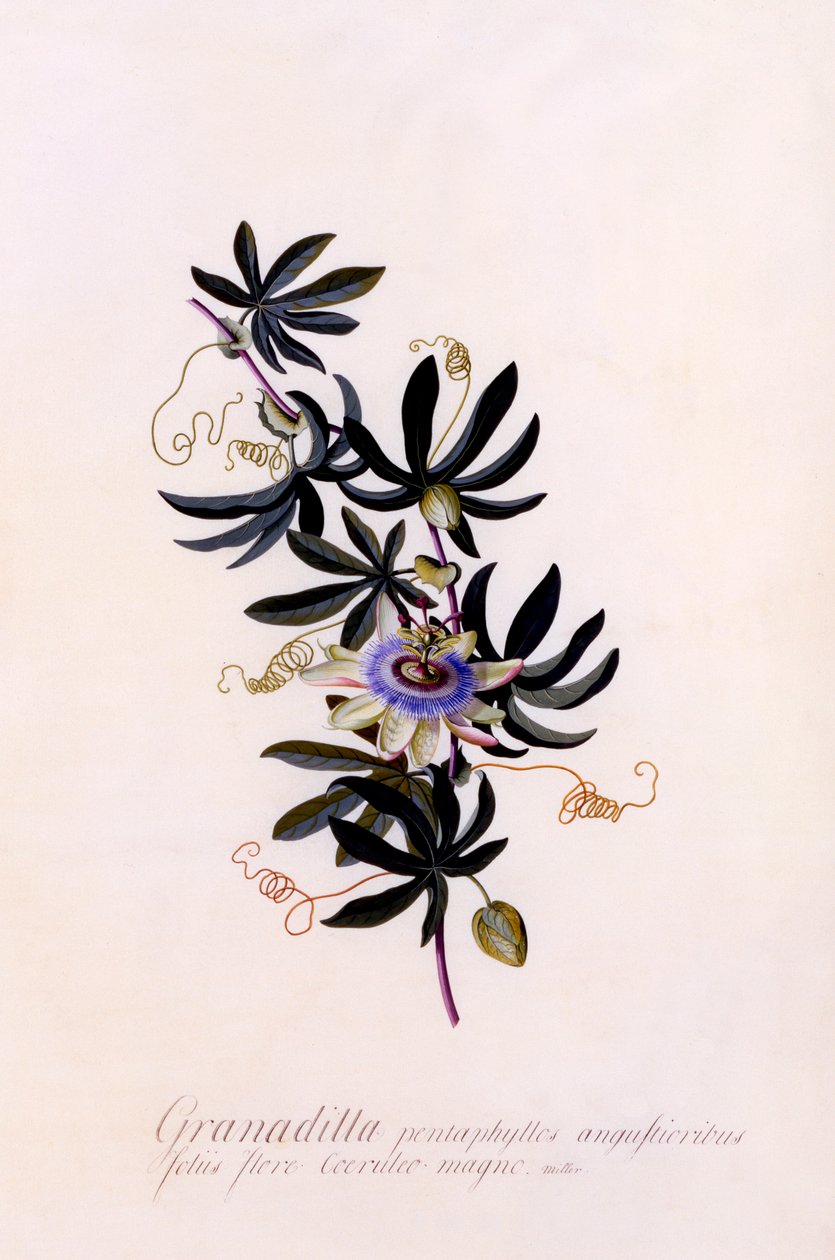 Passiflora Granadilla, c. 1745 el renkli gravür. by "Georg Dionysius Ehret
