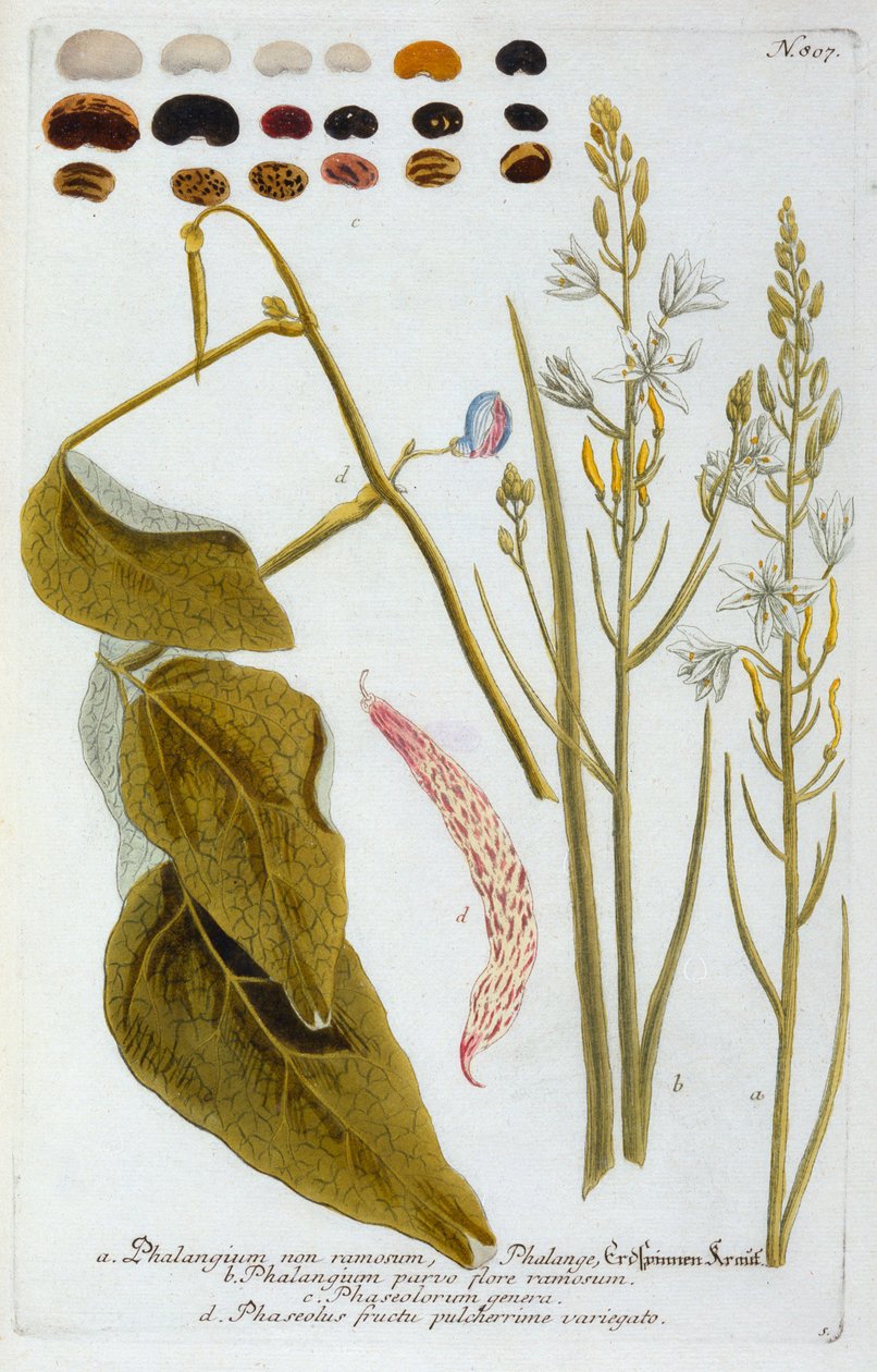 Phangium, 1737 el renkli gravür. by "Georg Dionysius Ehret