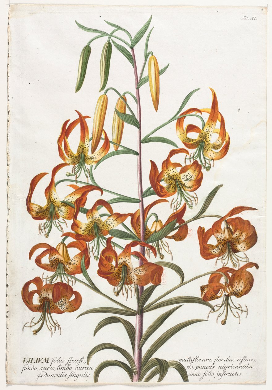 Seçilmiş Bitkiler 11 - Lily. by Georg Dionysius Ehret