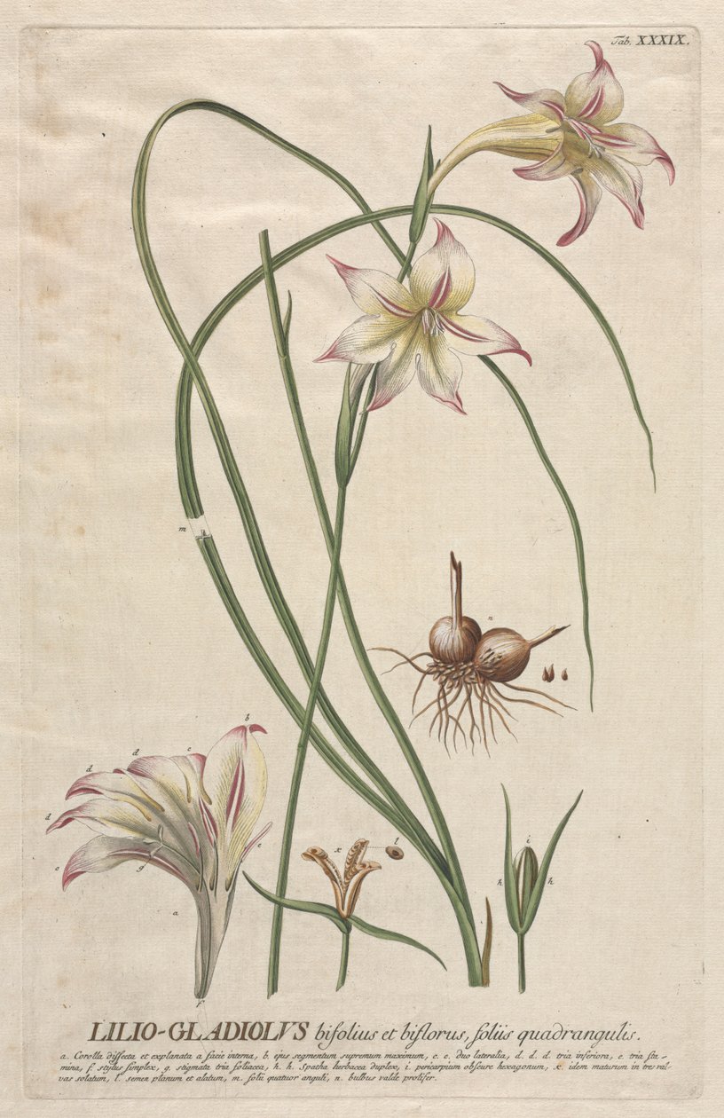 Seçilmiş Bitkiler 39 - Lilio-Gladiolus. by Georg Dionysius Ehret