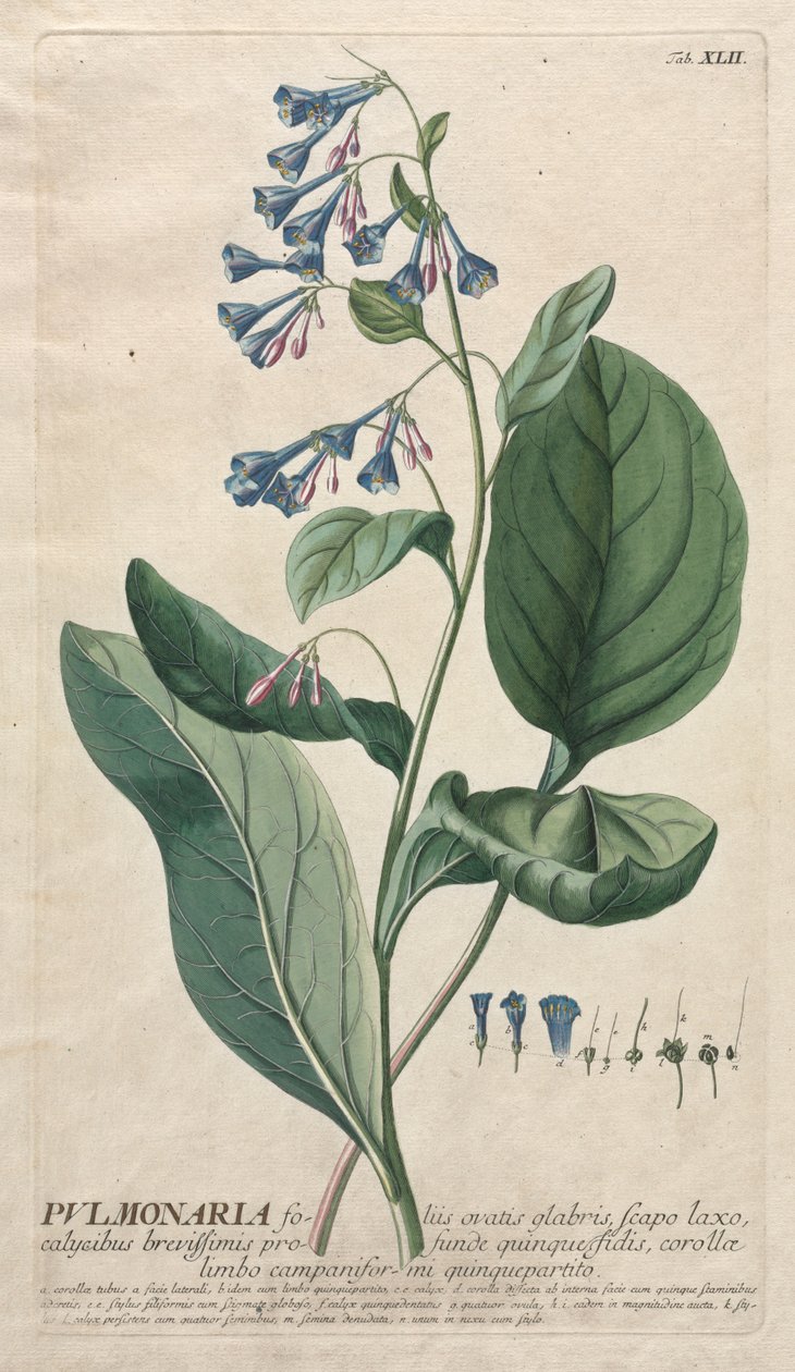 Seçilmiş Bitkiler 42 - Pulmonerya. by Georg Dionysius Ehret
