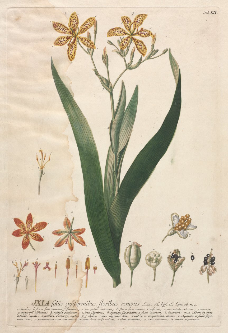 Seçilmiş Bitkiler 52 - Ixia. by Georg Dionysius Ehret