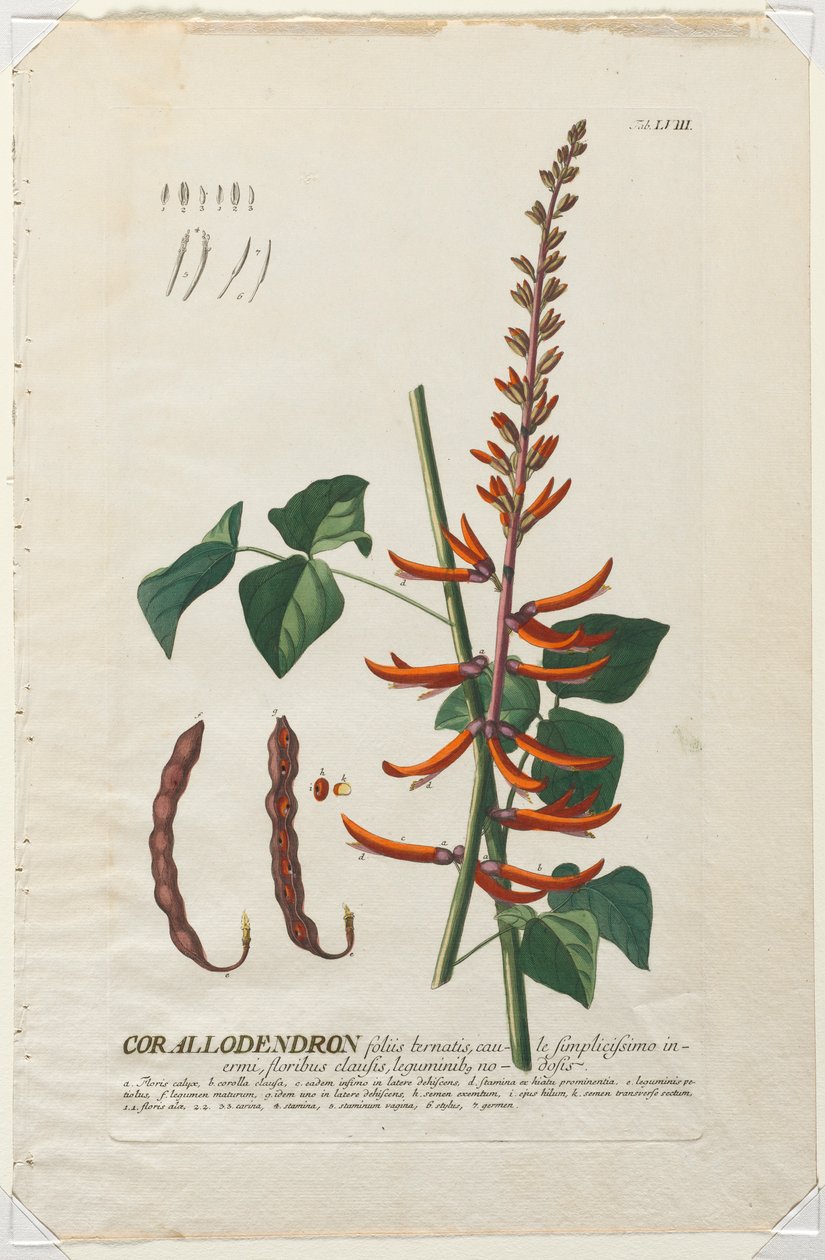 Seçilmiş Bitkiler 58 - korallodendron. by Georg Dionysius Ehret