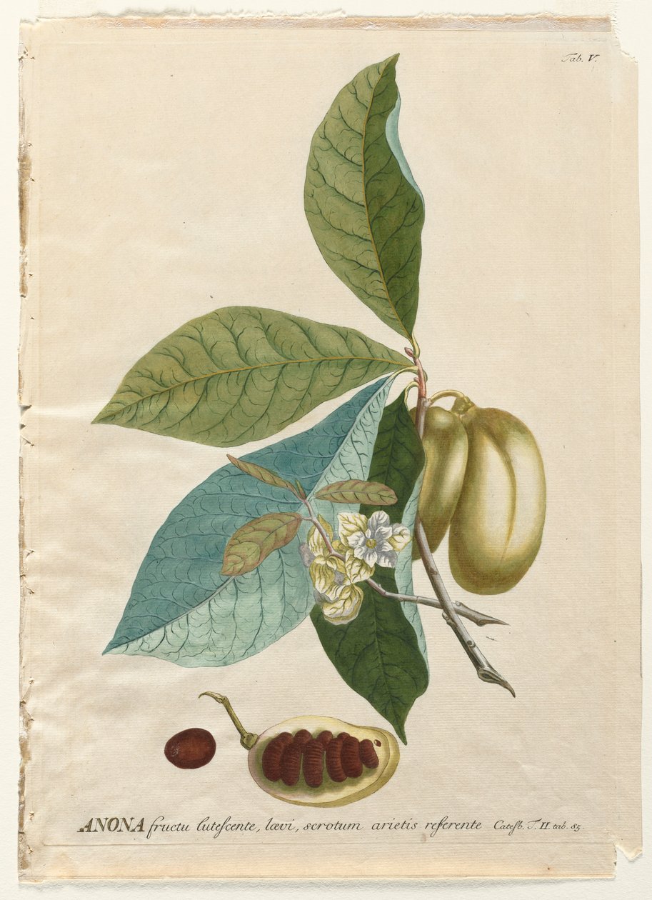 Seçilmiş Bitkiler 5 - Anana. by Georg Dionysius Ehret