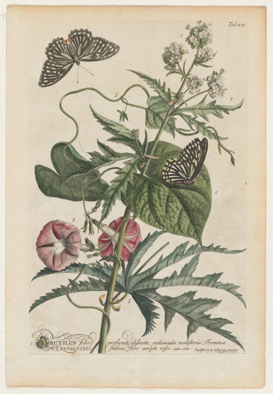 Daha nadir bitkiler ve kelebekler 7, 1748 by Georg Dionysius Ehret