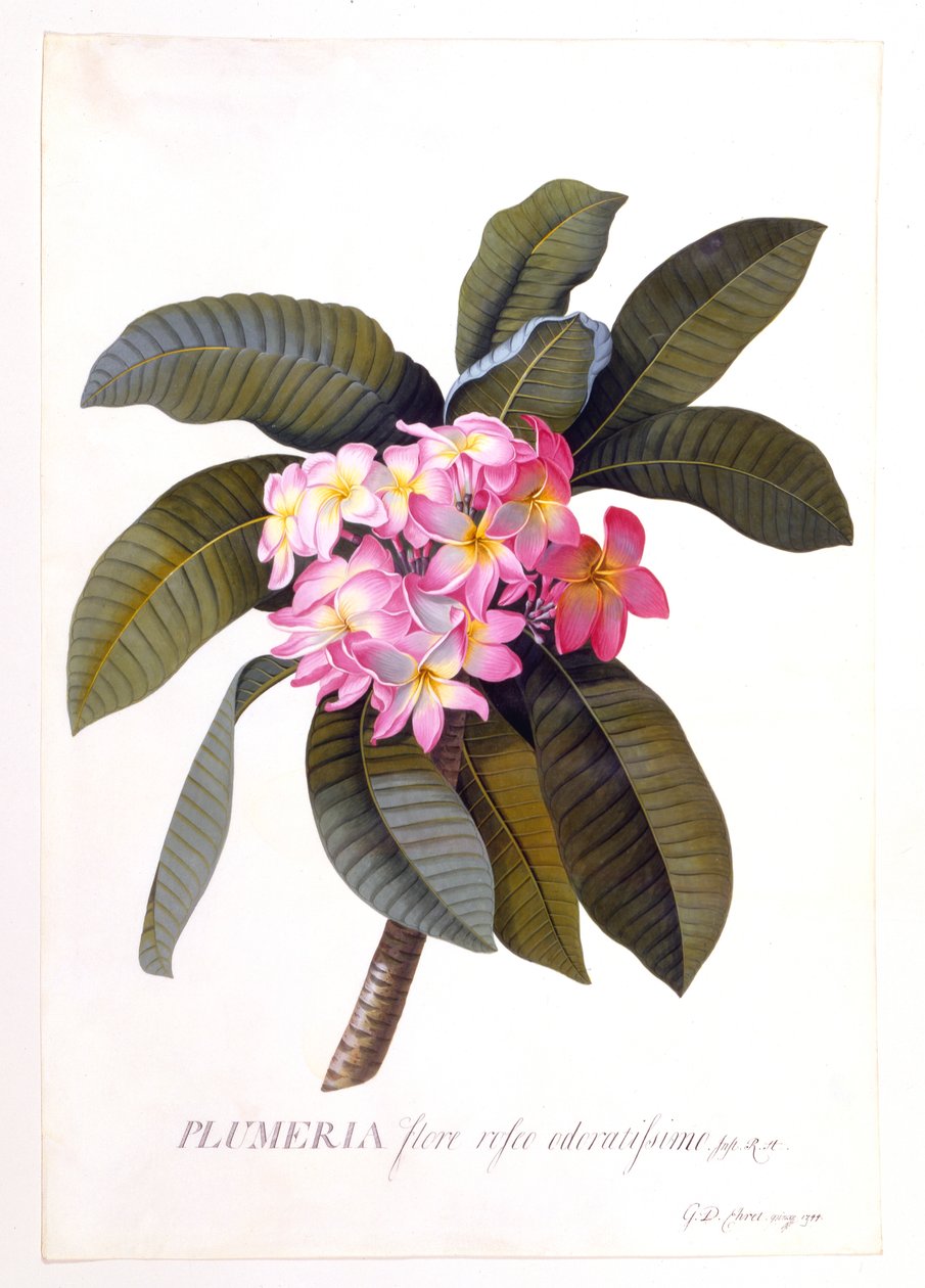 Plumeria, c 1744 el renkli gravür. by "Georg Dionysius Ehret