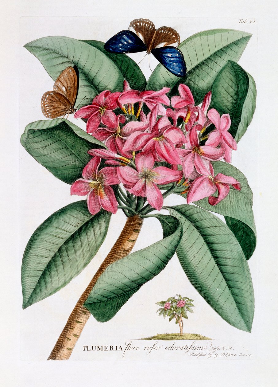 Plumeria, c. 1749 el renkli gravür. by "Georg Dionysius Ehret