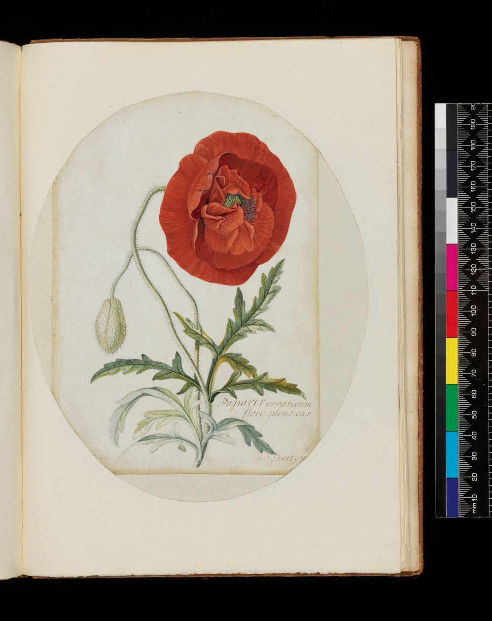 Poppy (Papaver erraticum), 1772 (parşömen üzerine kurşun kalem, tuvalet ve gövde rengi) by Georg Dionysius Ehret