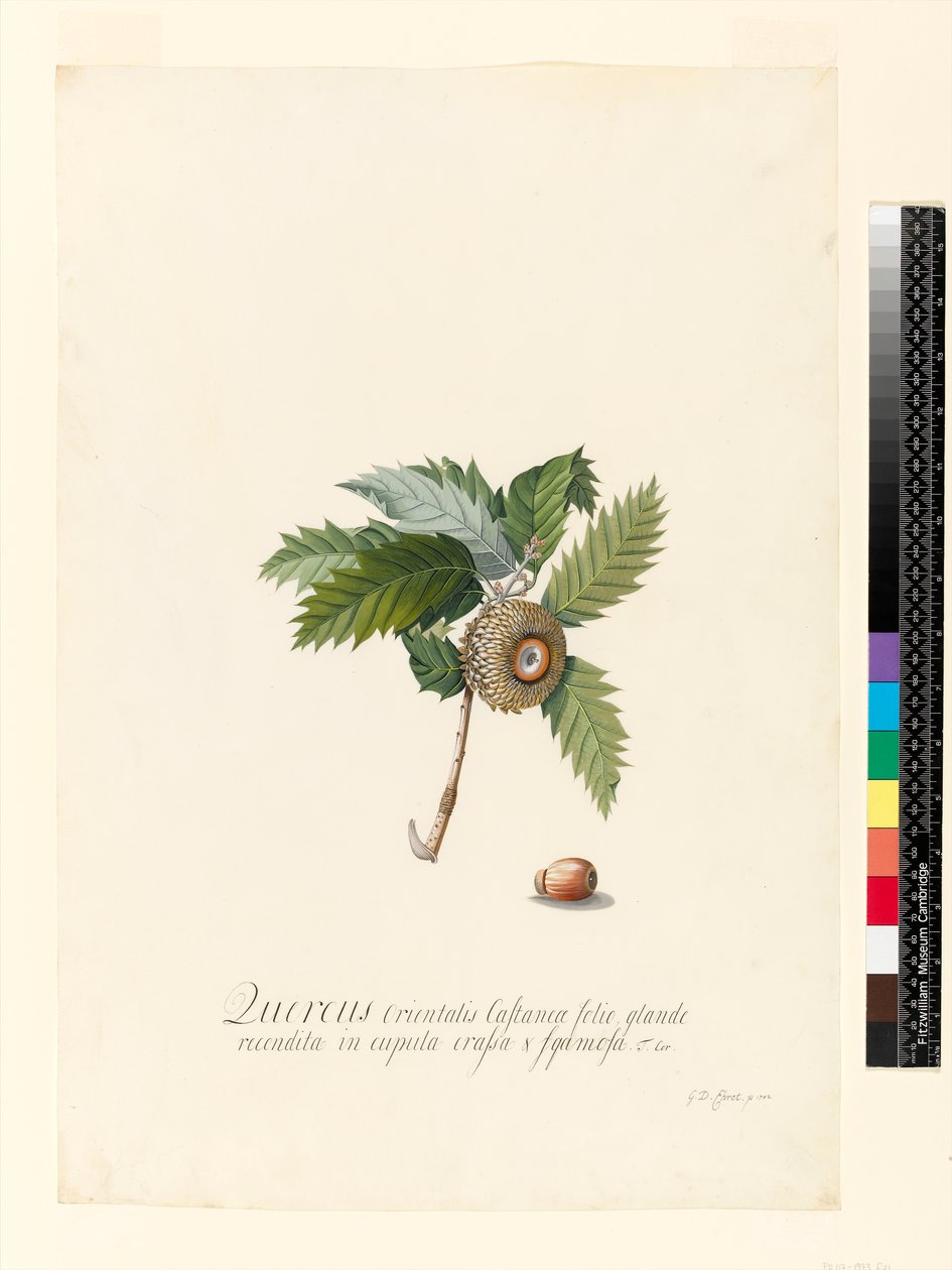 Quercus Orientalis, 1742 (klozet ve gövde rengi parşömen üzerine) by Georg Dionysius Ehret
