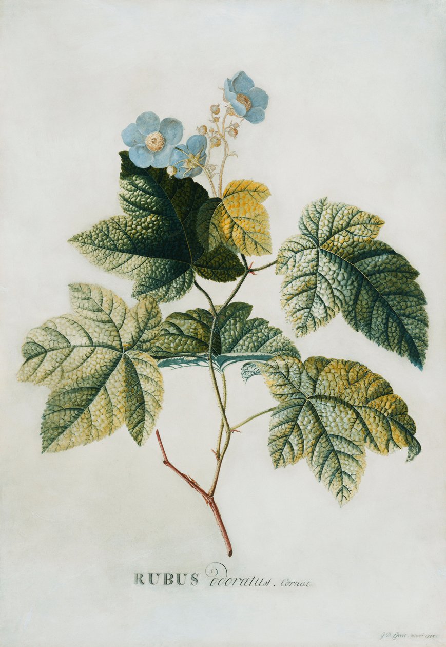 Rubus, 1744 by Georg Dionysius Ehret