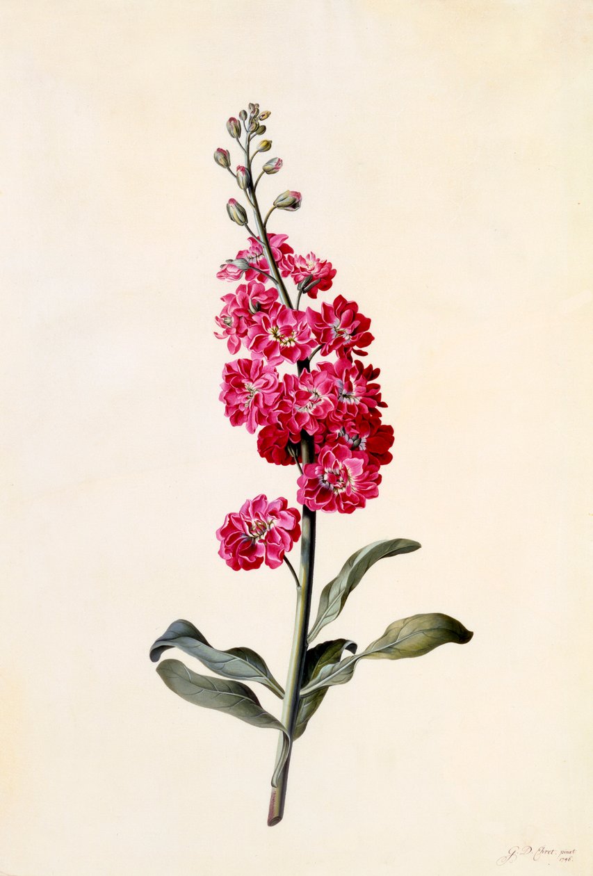Stok Matthiola Incana, c. 1746 el renkli gravür. by "Georg Dionysius Ehret