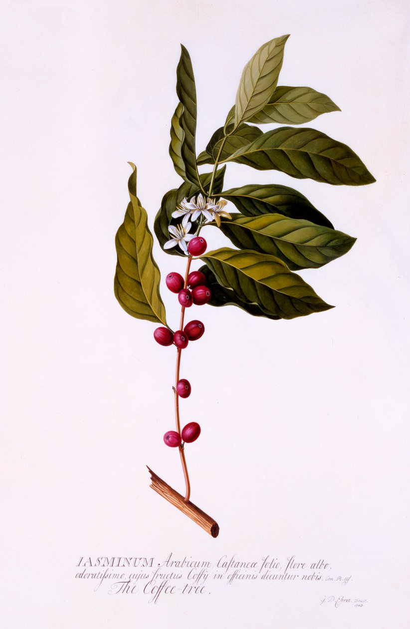 Kahve Ağacı, c. 1743 el renkli gravür. by "Georg Dionysius Ehret