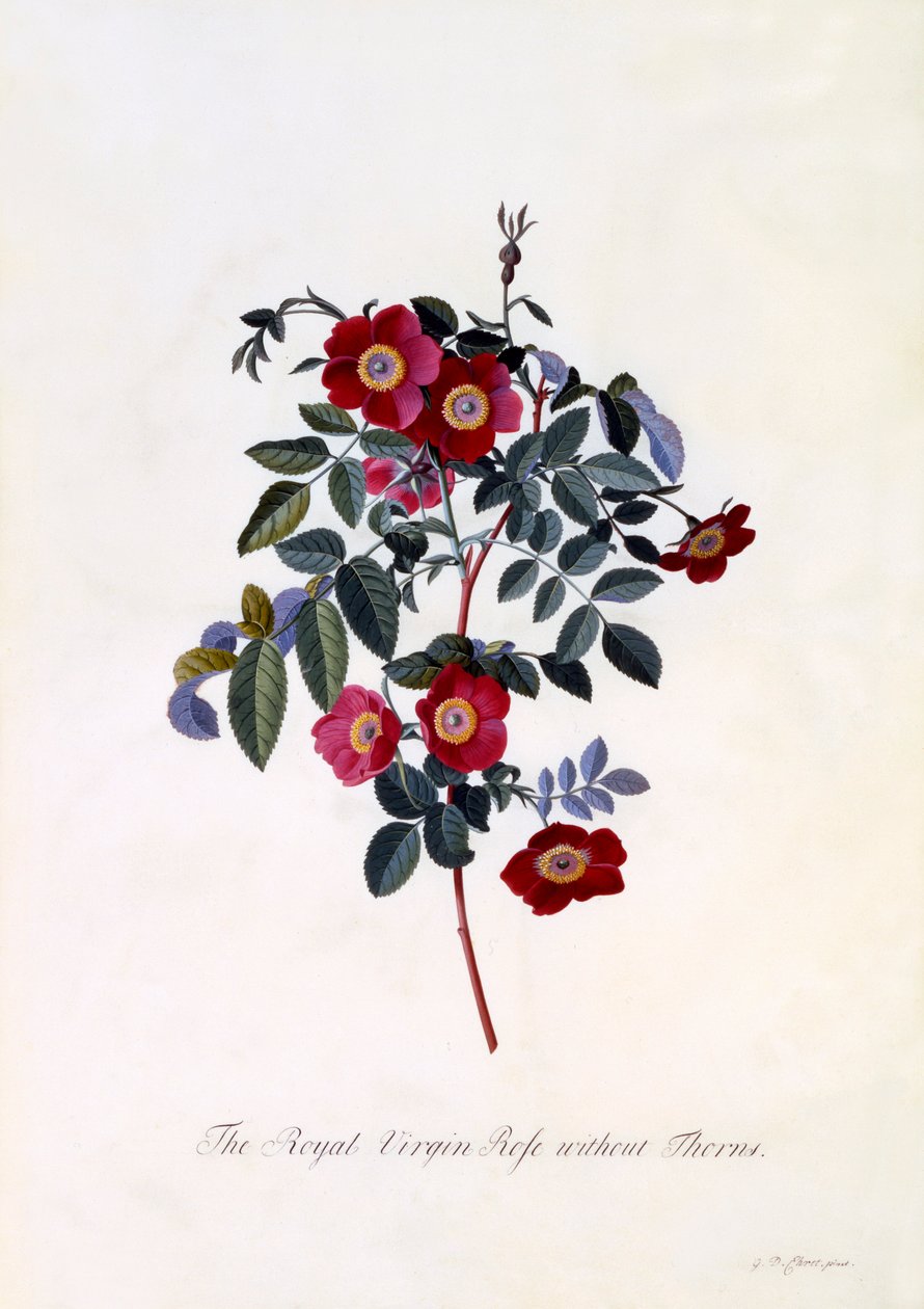 Dikenler olmadan Kraliyet Bakire Gülü, c. 1745 el renkli gravür. by "Georg Dionysius Ehret