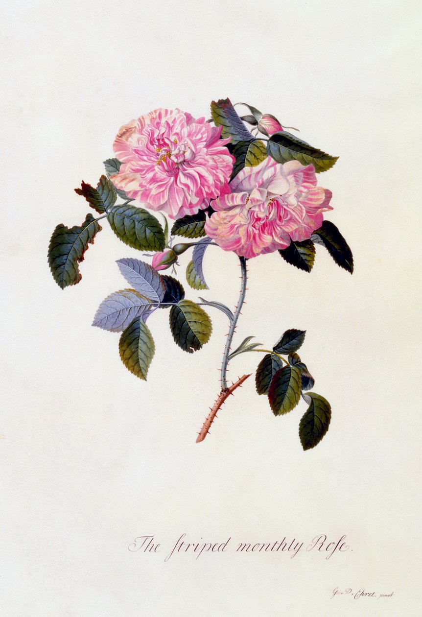 Çizgili Aylık Gül, c. 1745 el renkli gravür. by "Georg Dionysius Ehret