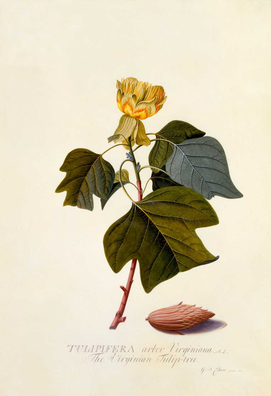 Virjinya Lale Ağacı, c. 1743 el renkli gravür. by "Georg Dionysius Ehret