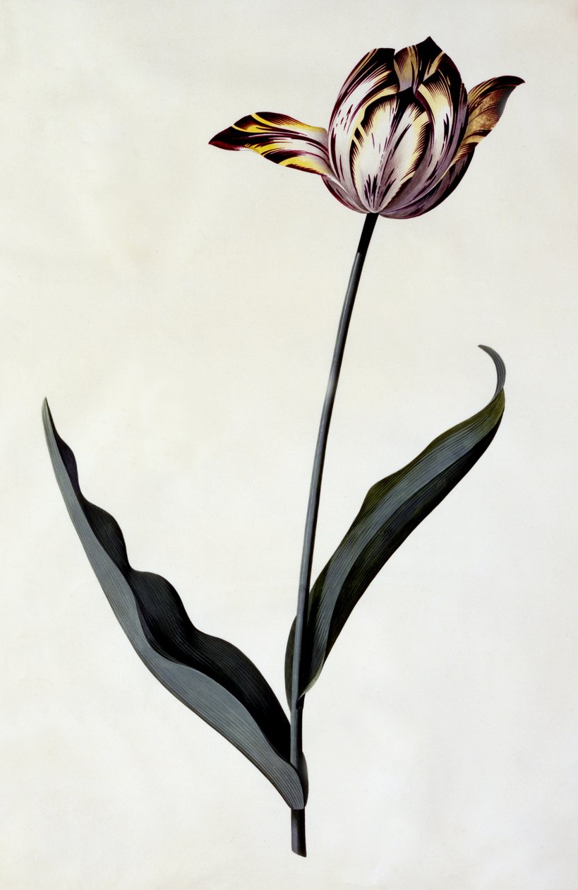 Lale, c.1745 (el boyaması gravür) by Georg Dionysius Ehret