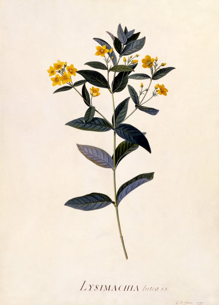 Sarı Gevşek, c.1760 (el boyaması gravür) by Georg Dionysius Ehret
