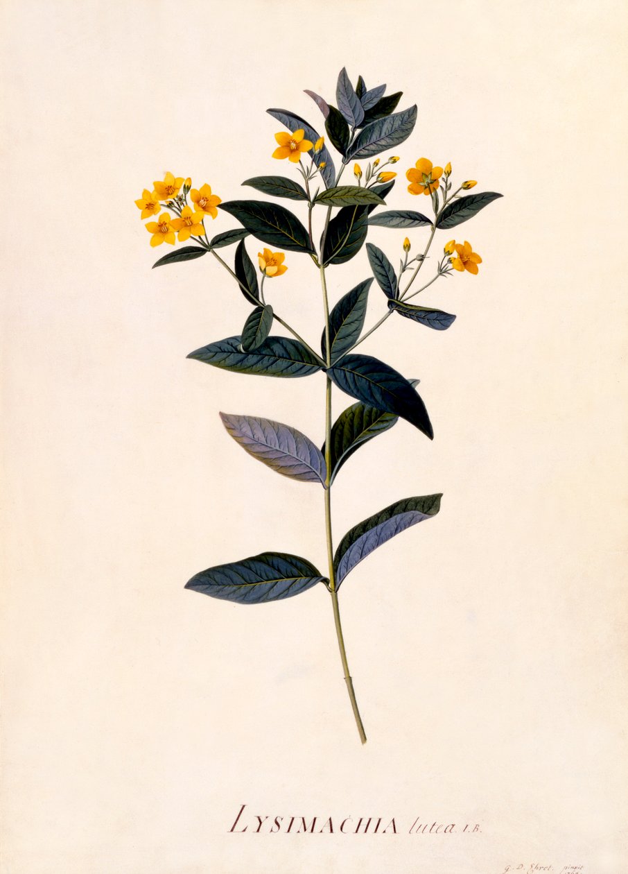 Sarı Gevşek, c 1760 el renkli gravür. by "Georg Dionysius Ehret