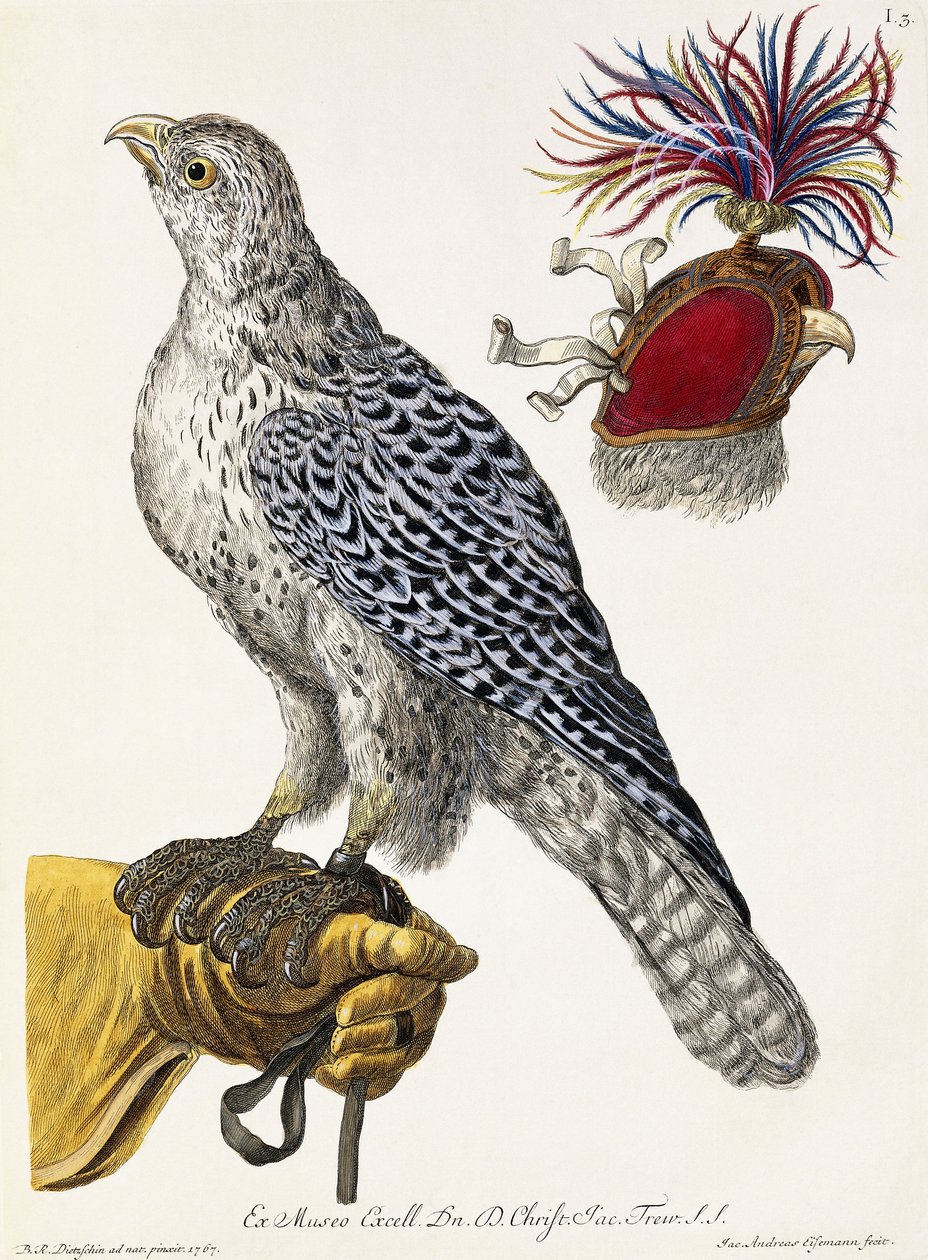 Falconry, Levha 3, "Doğanın Seçilmiş Lezzetleri"nden, 1771 by Georg Wolfgang Knorr