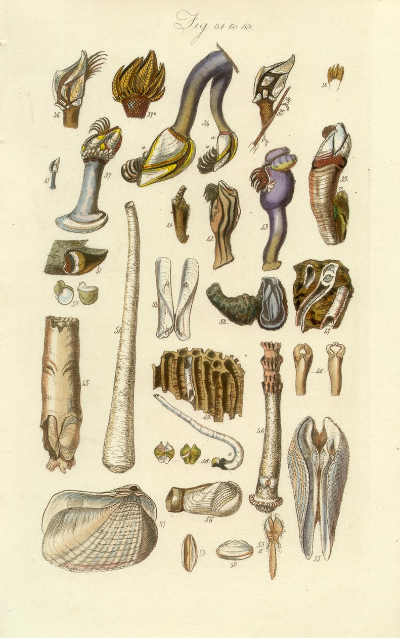 Conchological Manual Plate 2. Barnacle ve diğer kabuklar by George B. Sowerby