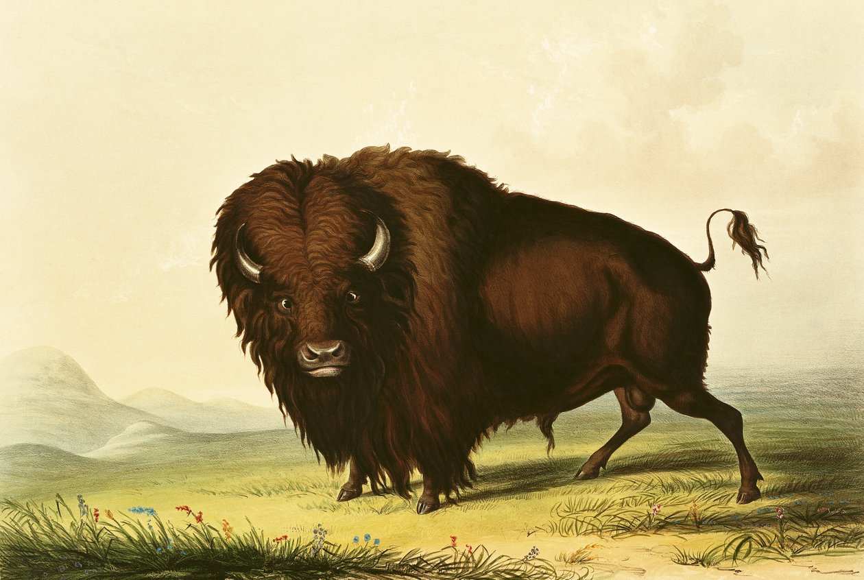 Bir Bizon, c.1832 by George Catlin