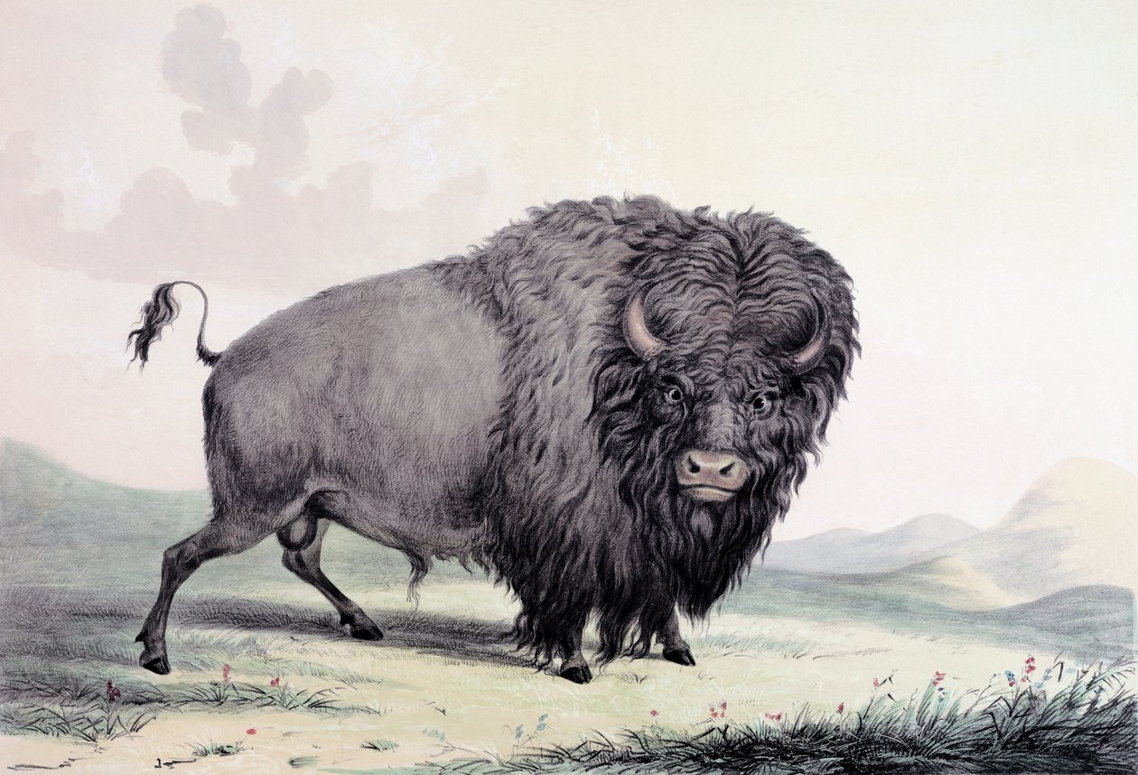 Otlayan bir bufalo boğası by George Catlin