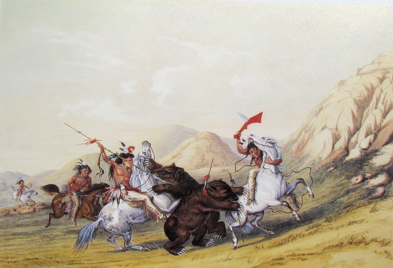 Boz Ayı
