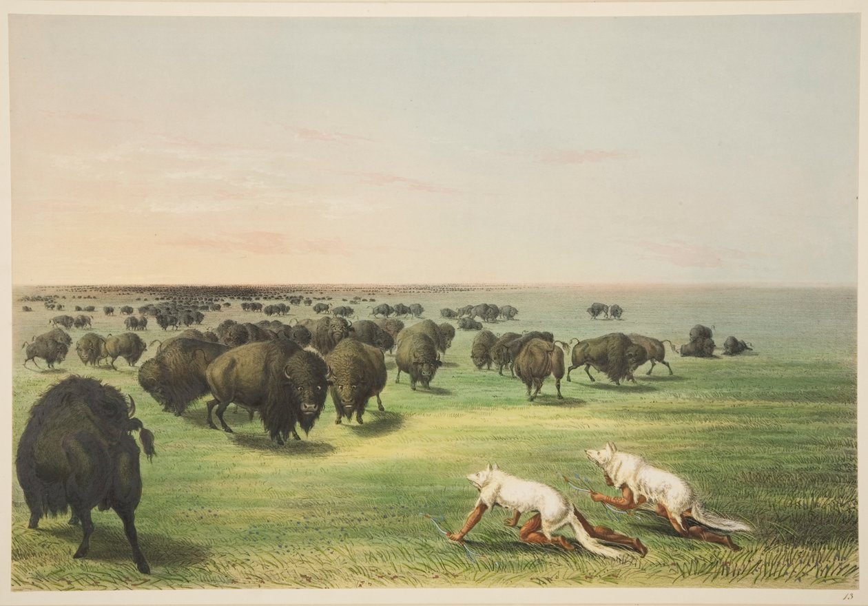 Indians hunting the buffalo under a wolf-skin mask, from Illustrations of the Manners, Customs & Conditions of the North American Indians, London, 1845 (hand-coloured engraving) by George Catlin