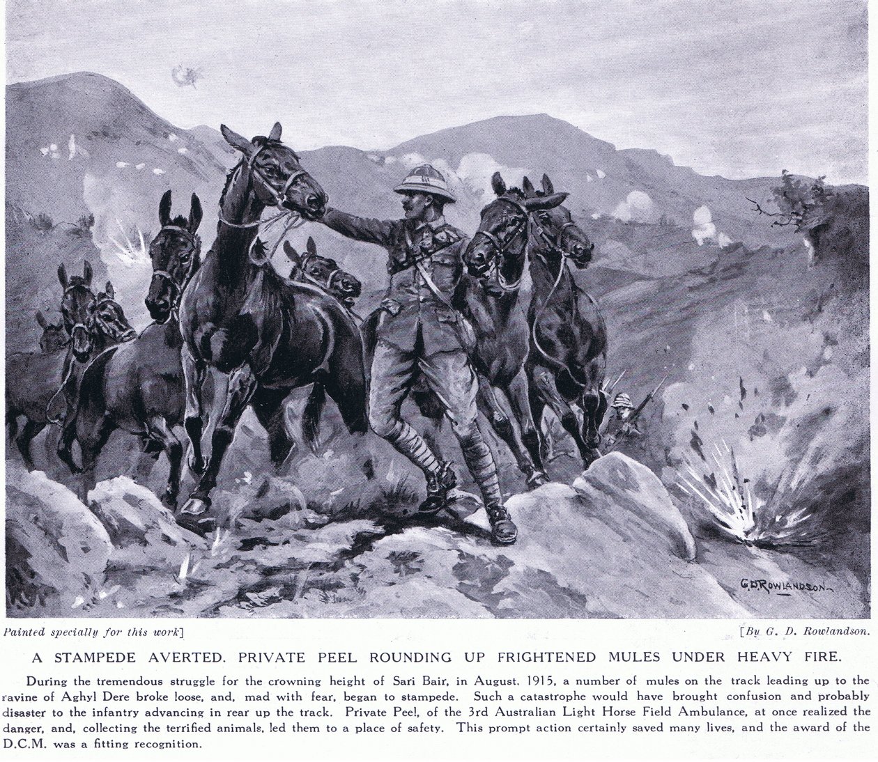 Stampede, Sari Bair Ağustos 1915