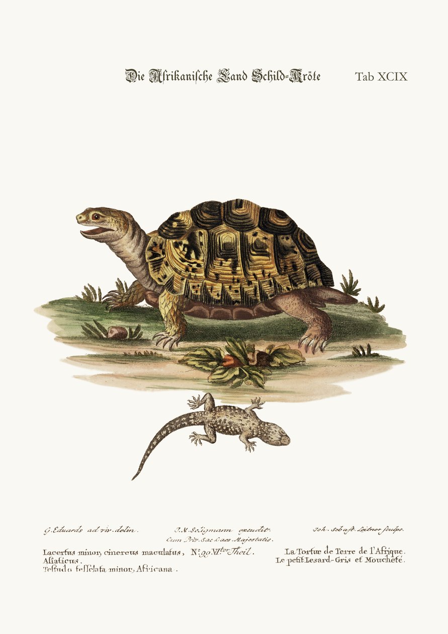 Afrika Kara Kaplumbağası. Küçük benekli Gri Kertenkele, 1749-73 by George Edwards
