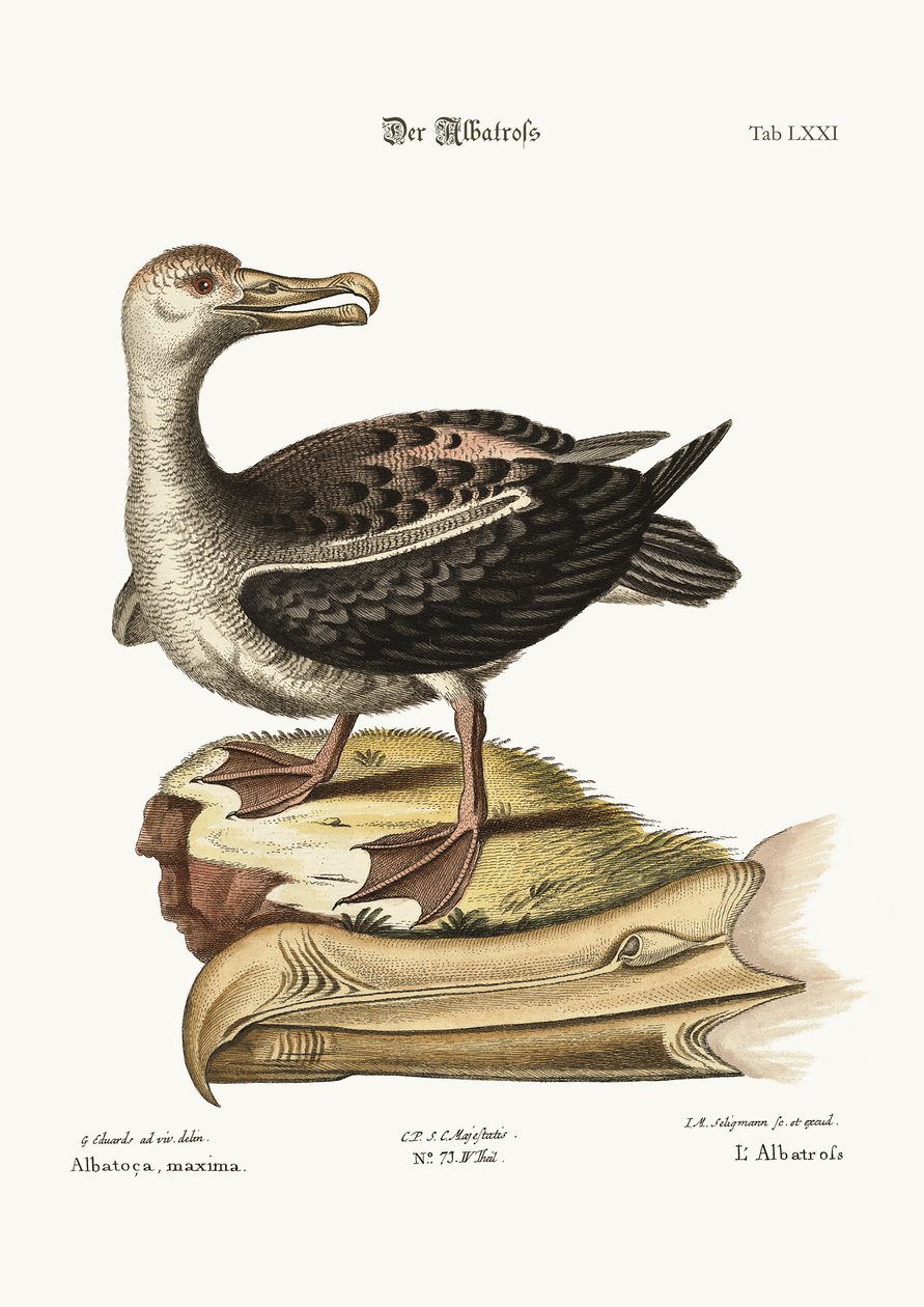 Albatros, 1749-73 by George Edwards