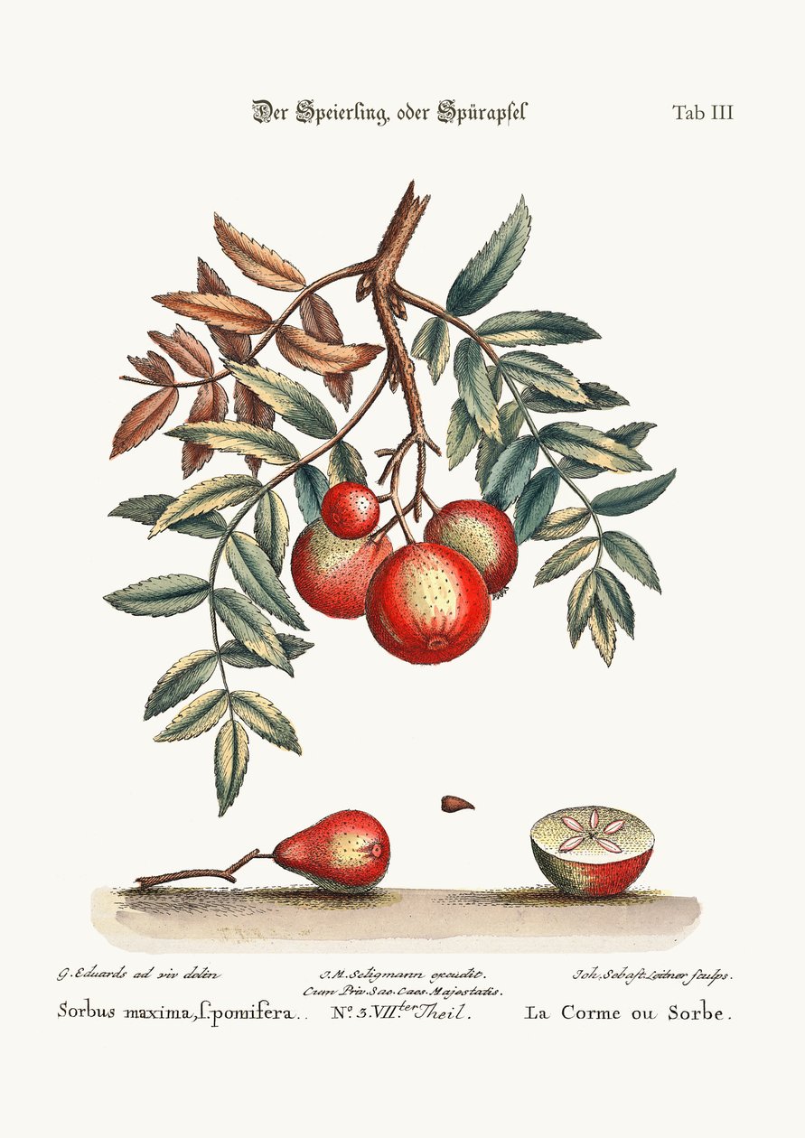 Apple Servisi, 1749-73 by George Edwards