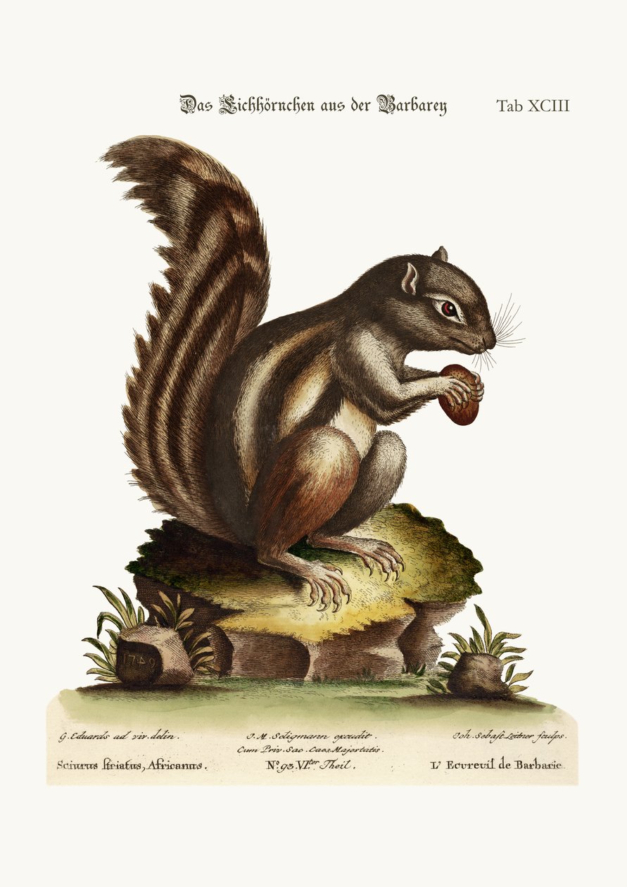 Barbar Sincap, 1749-73 by George Edwards