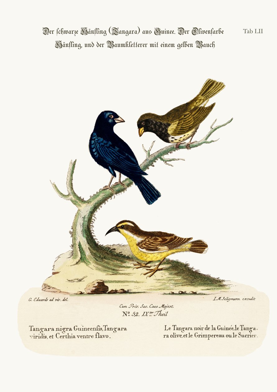 Kara Keten, Zeytin Renkli Keten ve Sarı Karınlı Sarmaşık, 1749-73 by George Edwards