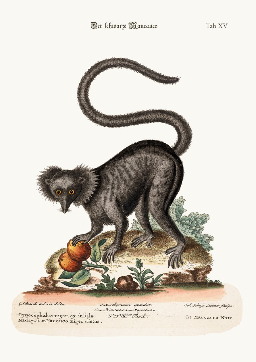 Kara Maucauco, 1749-73 by George Edwards