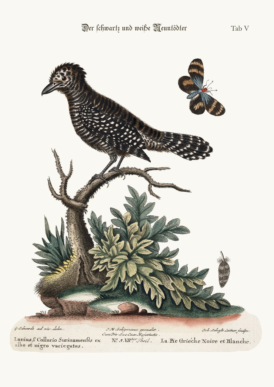 ಕಪ್ಪು ಮತ್ತು ಬಿಳಿ ಬುತ್ಚರ್-ಬರ್ಡ್, 1749-73 ಟರ್ಕ್ by George Edwards